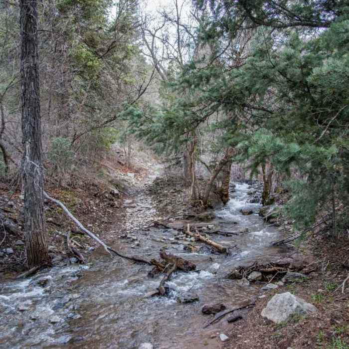 Near Richards Hollow Waterfall