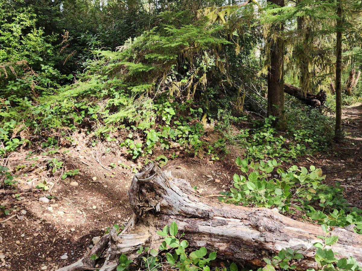 Twin Lakes Loop trail photo