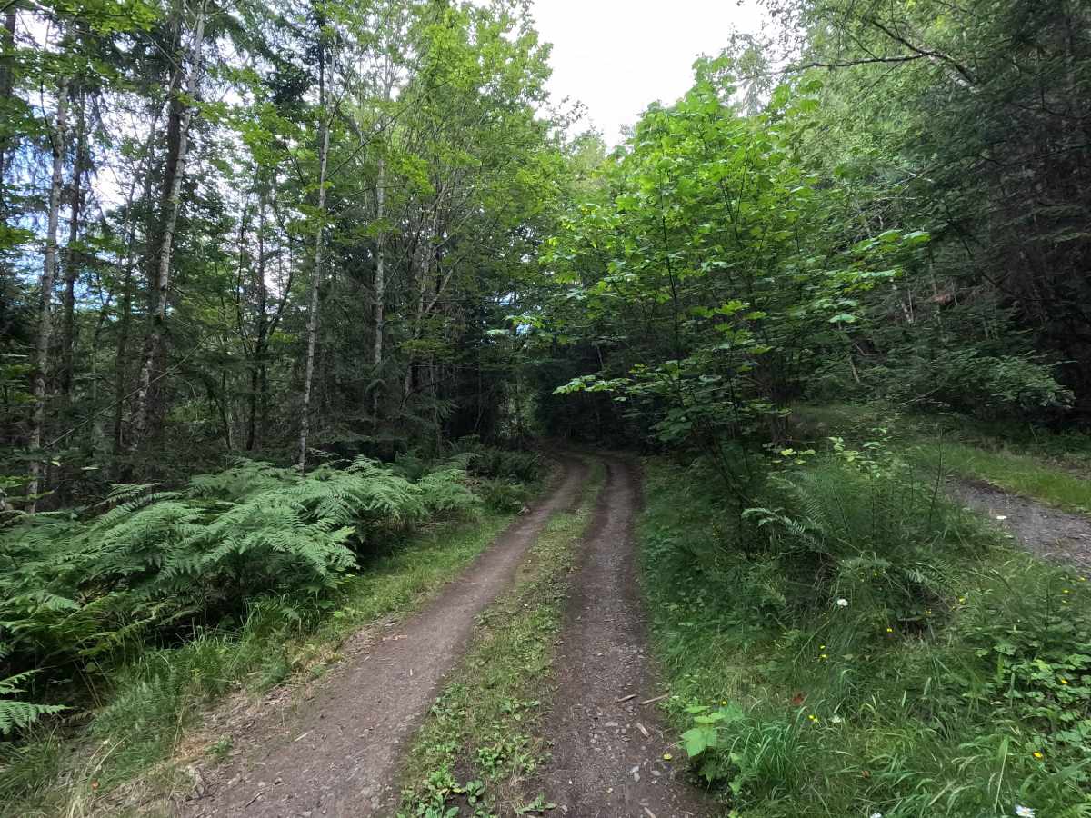 FS 2800321 trail photo