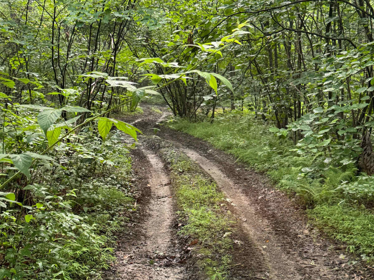 Trail 49 photo 2