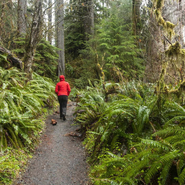 Near Hoh Rain Forest Loop