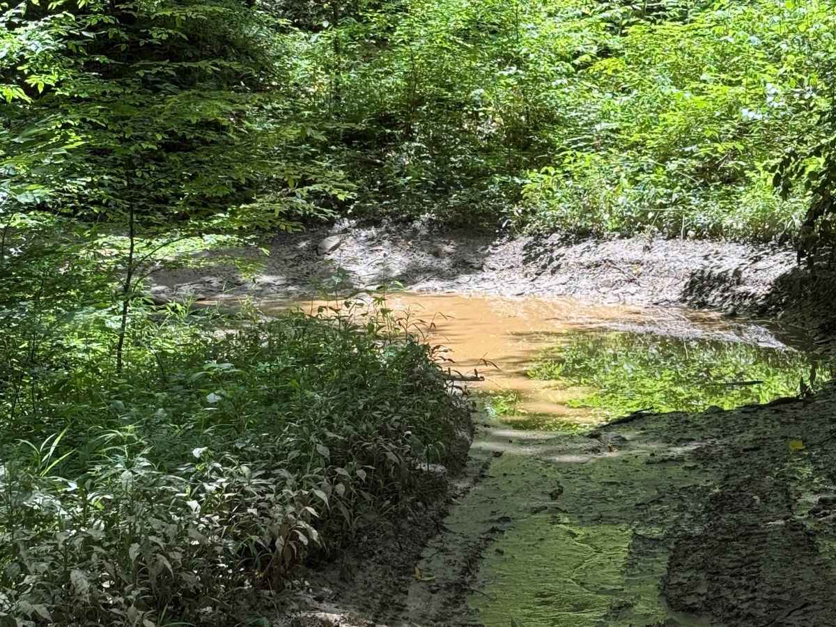 Mountain Fork photo 4