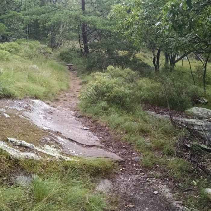 Near Cook's Wall Trail