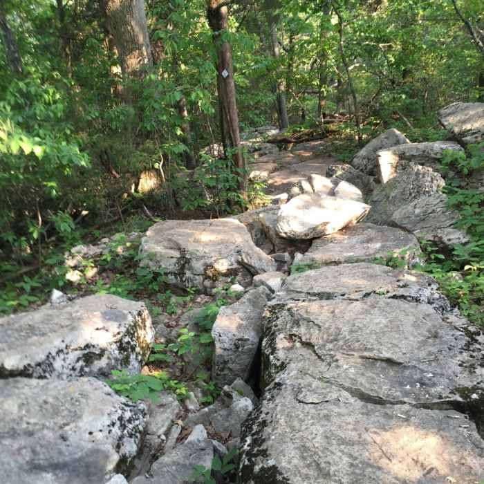 Near Wild Trail