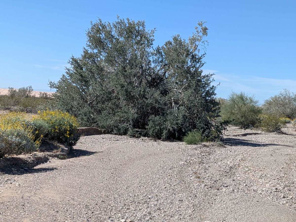 BLM 776 photo 2