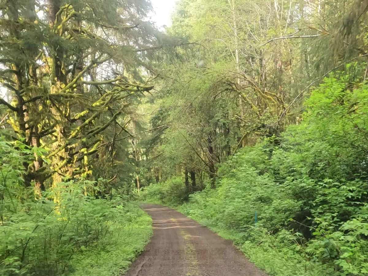 Andy Creek trail photo