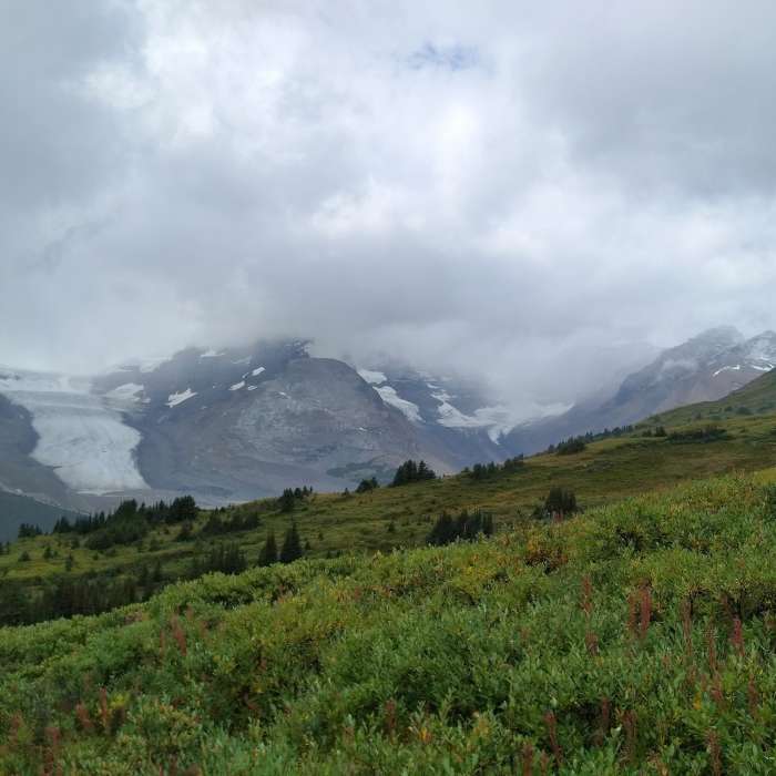 Near Wilcox Pass Trail