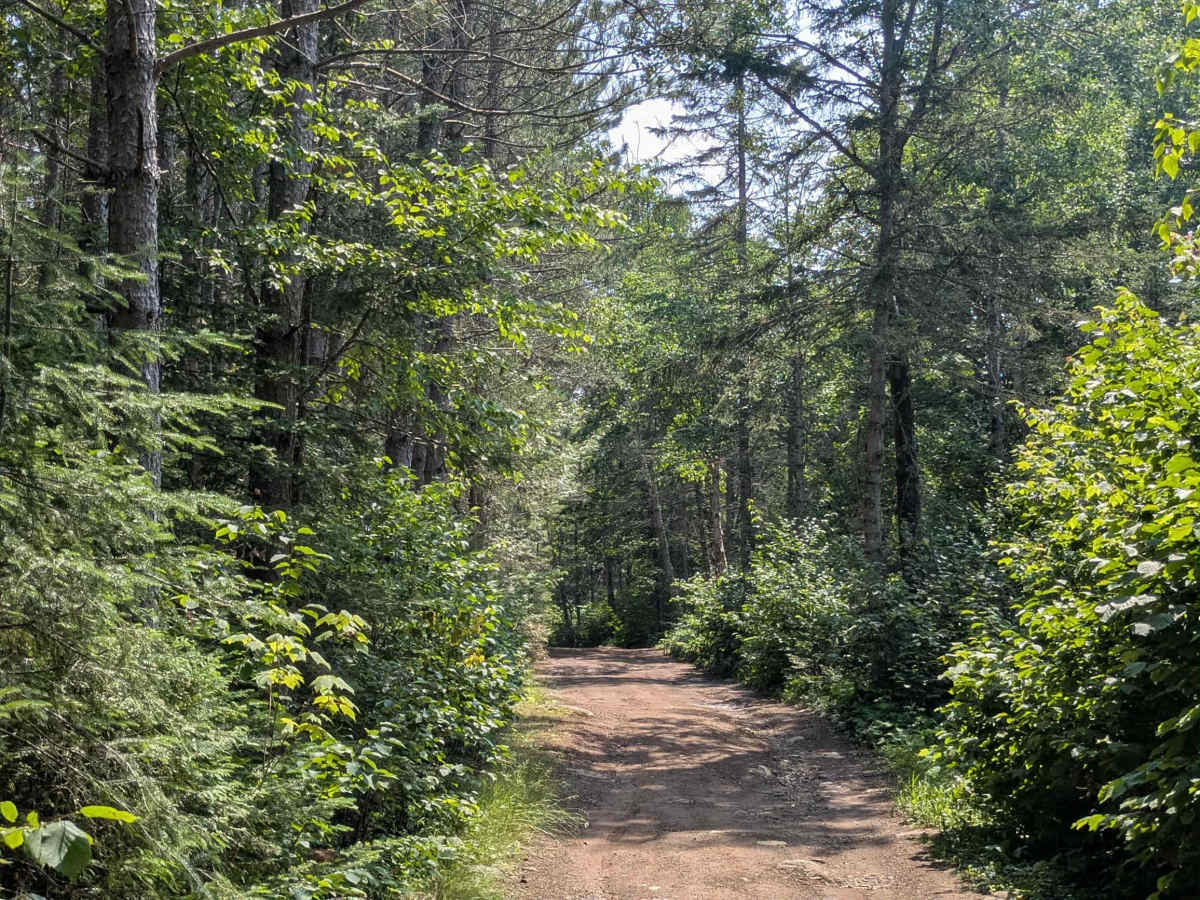 FS 333 trail photo