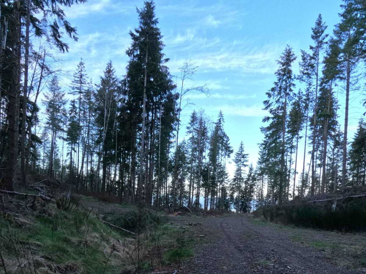 Bohom - FS 1004155 trail photo