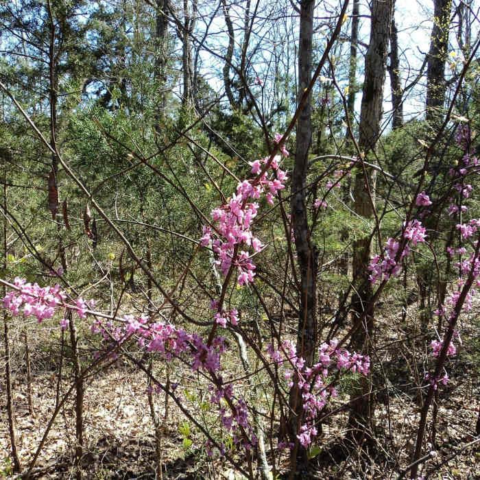 Near Flat Rock Cedar Glades and Barrens Trail