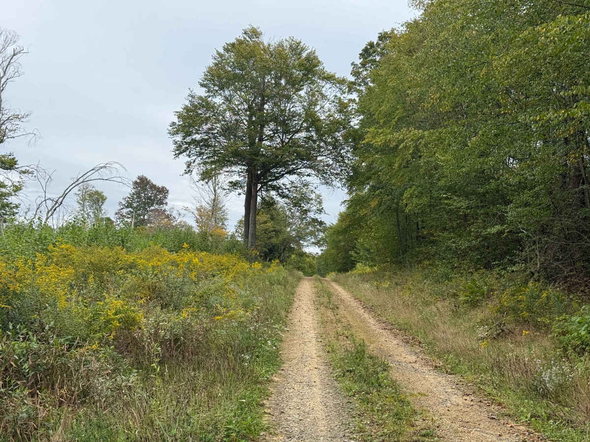 Root Run A - FS 142A trail photo