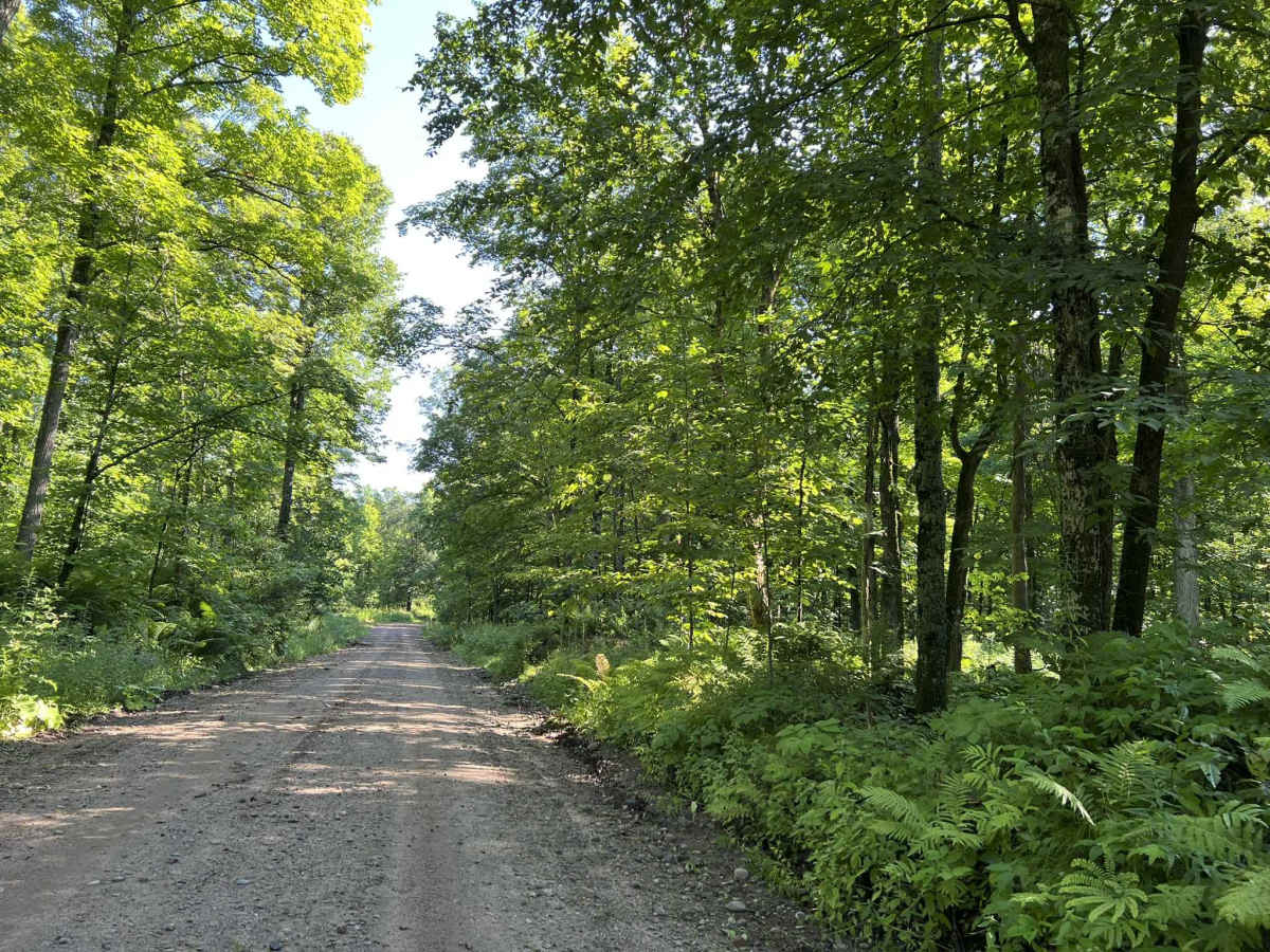 Lyme Timberlands - Florence County F14 photo 6