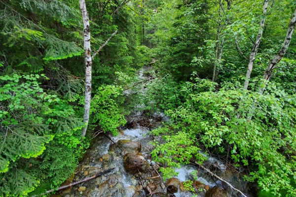 Trail Creek