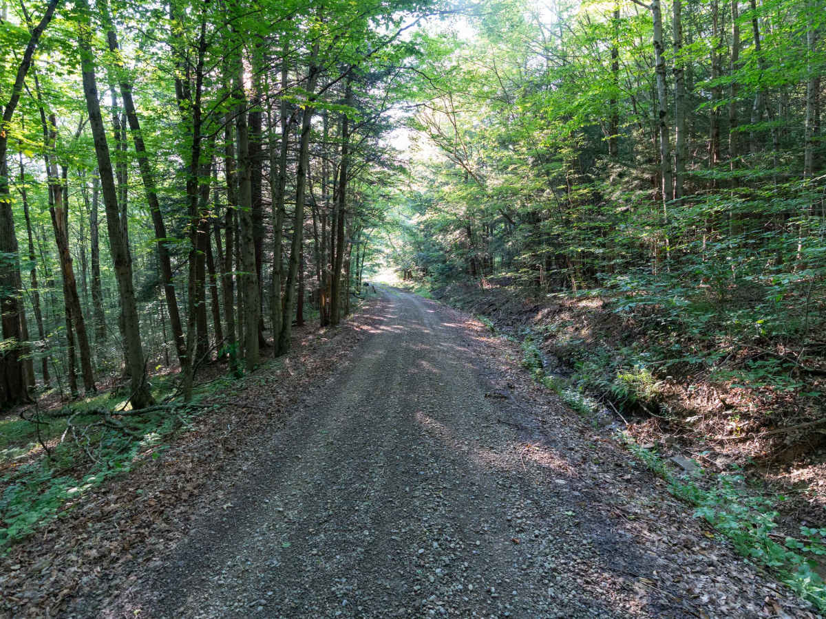 Fitch Hill Forest Road photo 5