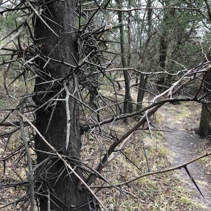 Honey Locust thorns are not to be messed with! Near Swanson Park