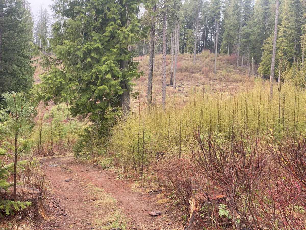 Waterhole Creek trail photo