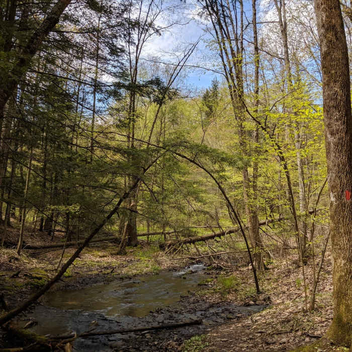 Yet another picturesque creek to cross. This one was a bit more dramatic as it occurred at the bottom of a draw. The types of trees on either side are different. Near Abbot Loop