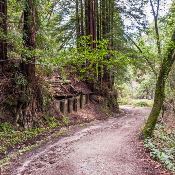 Near Redwood Lower Loop Hike
