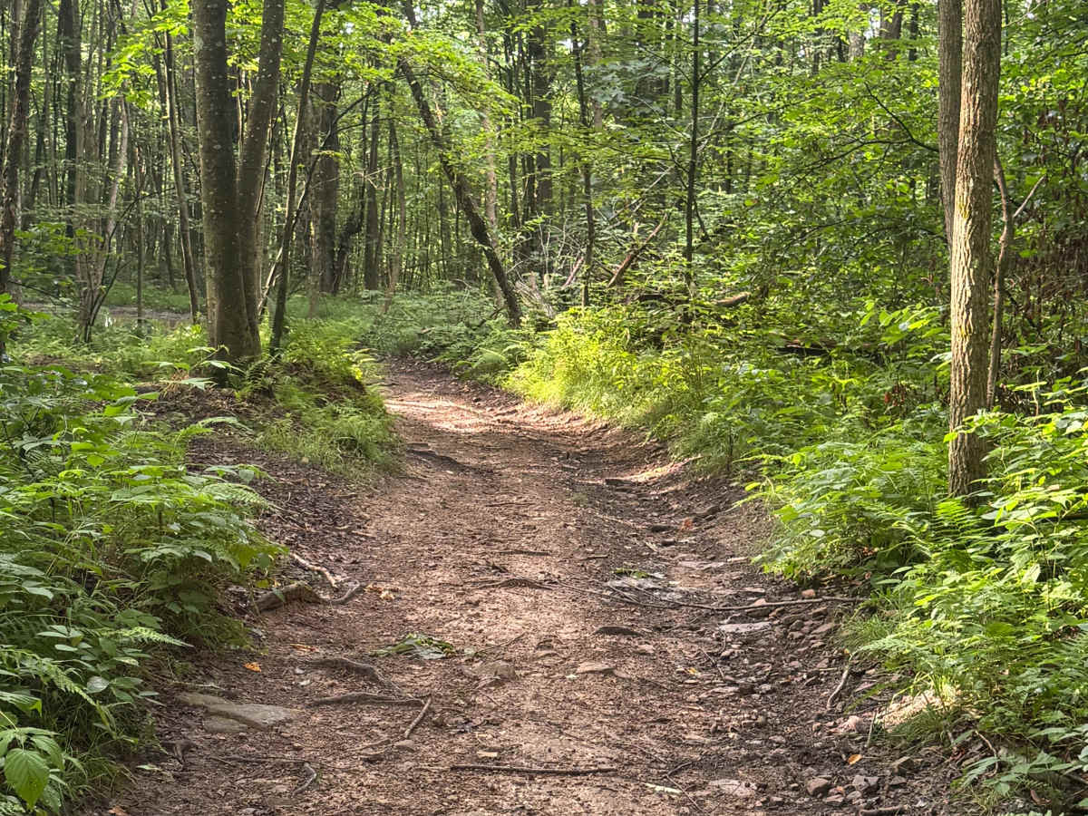 Trail 56 photo 5