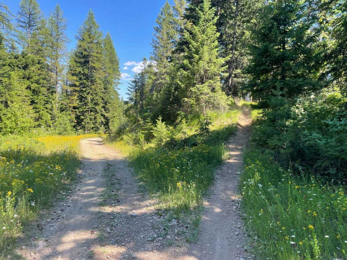 Nicholas Ridge photo 6
