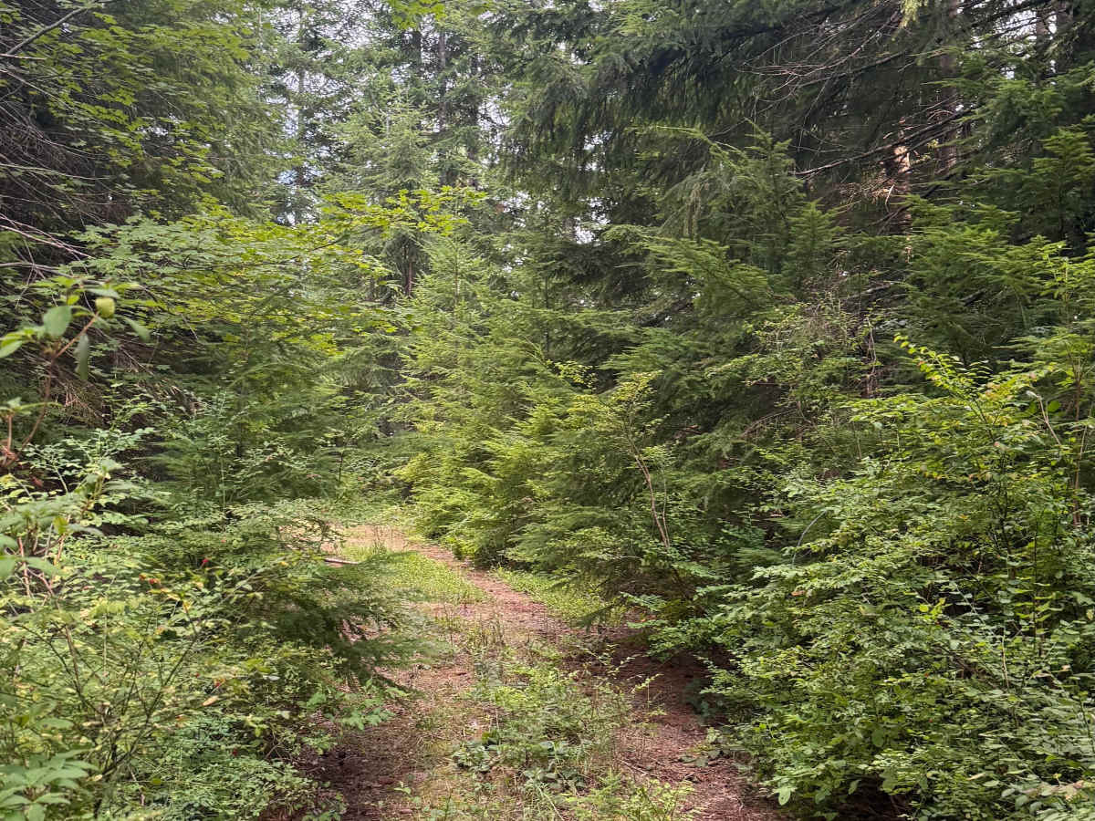 V1034D trail photo