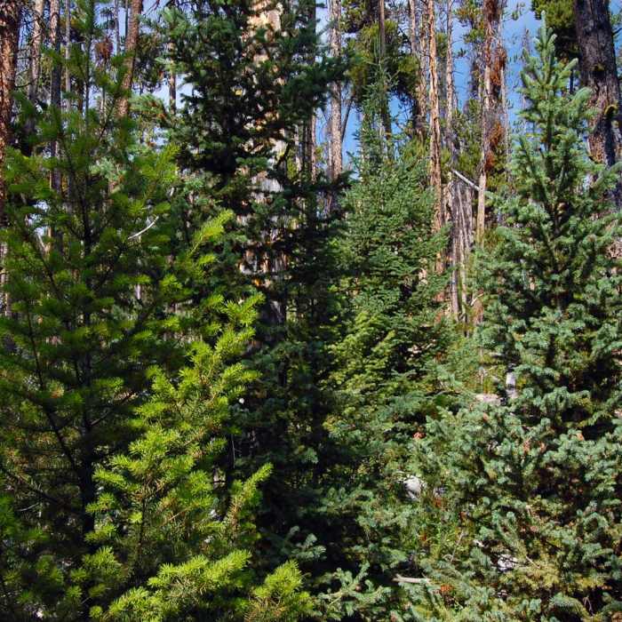 Near Big Horn Peak Near Big Horn Peak