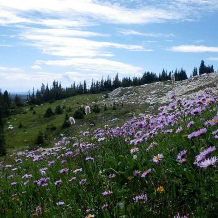 Near Lost Lake Trail #395