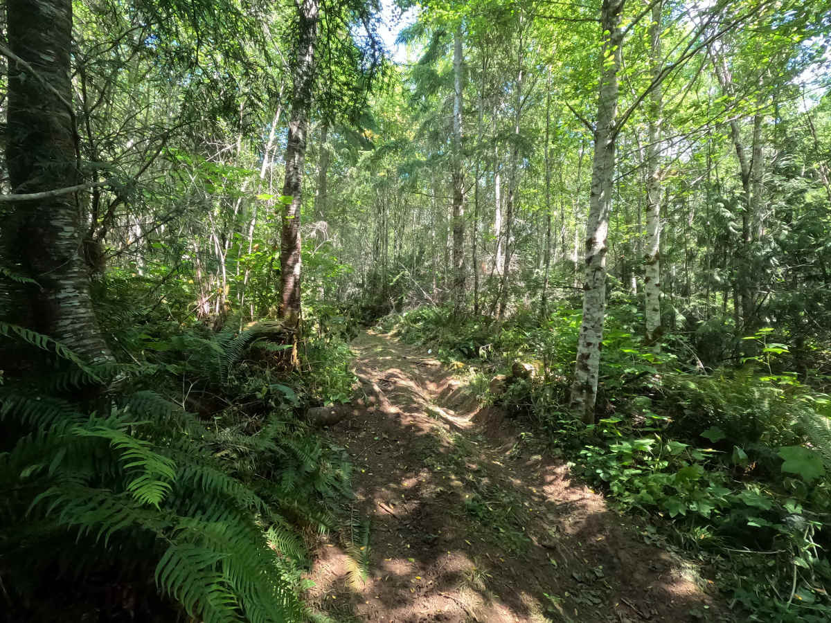 Sasquatch Hills Trail photo 6