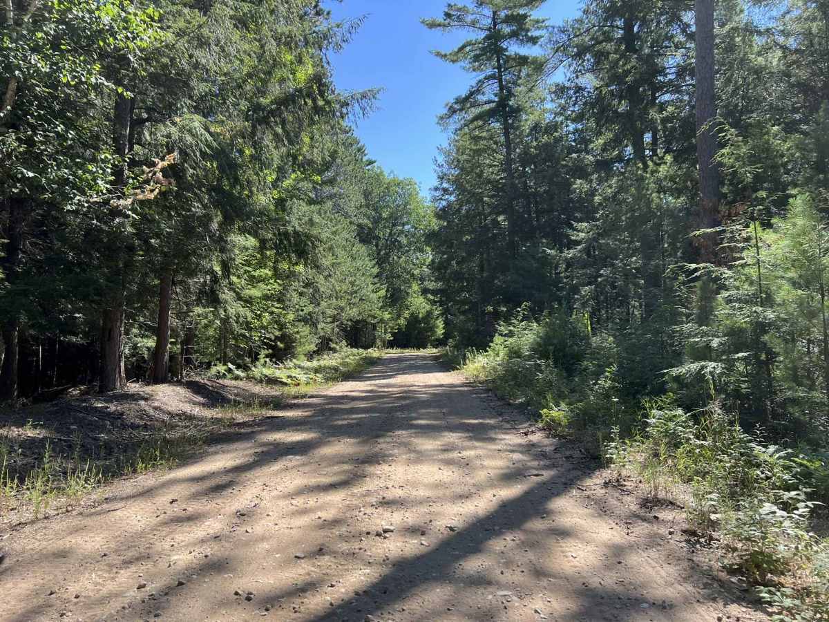 Fir -  Forest Road 13040 trail photo