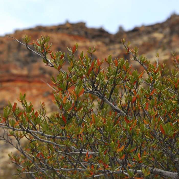 Near Dry River Canyon Hike