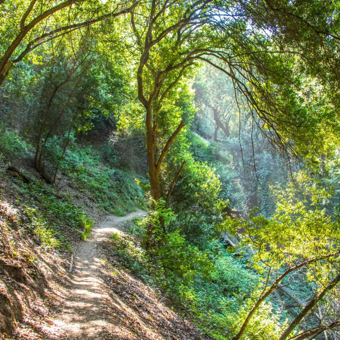 Near Joaquin Miller Park Loop