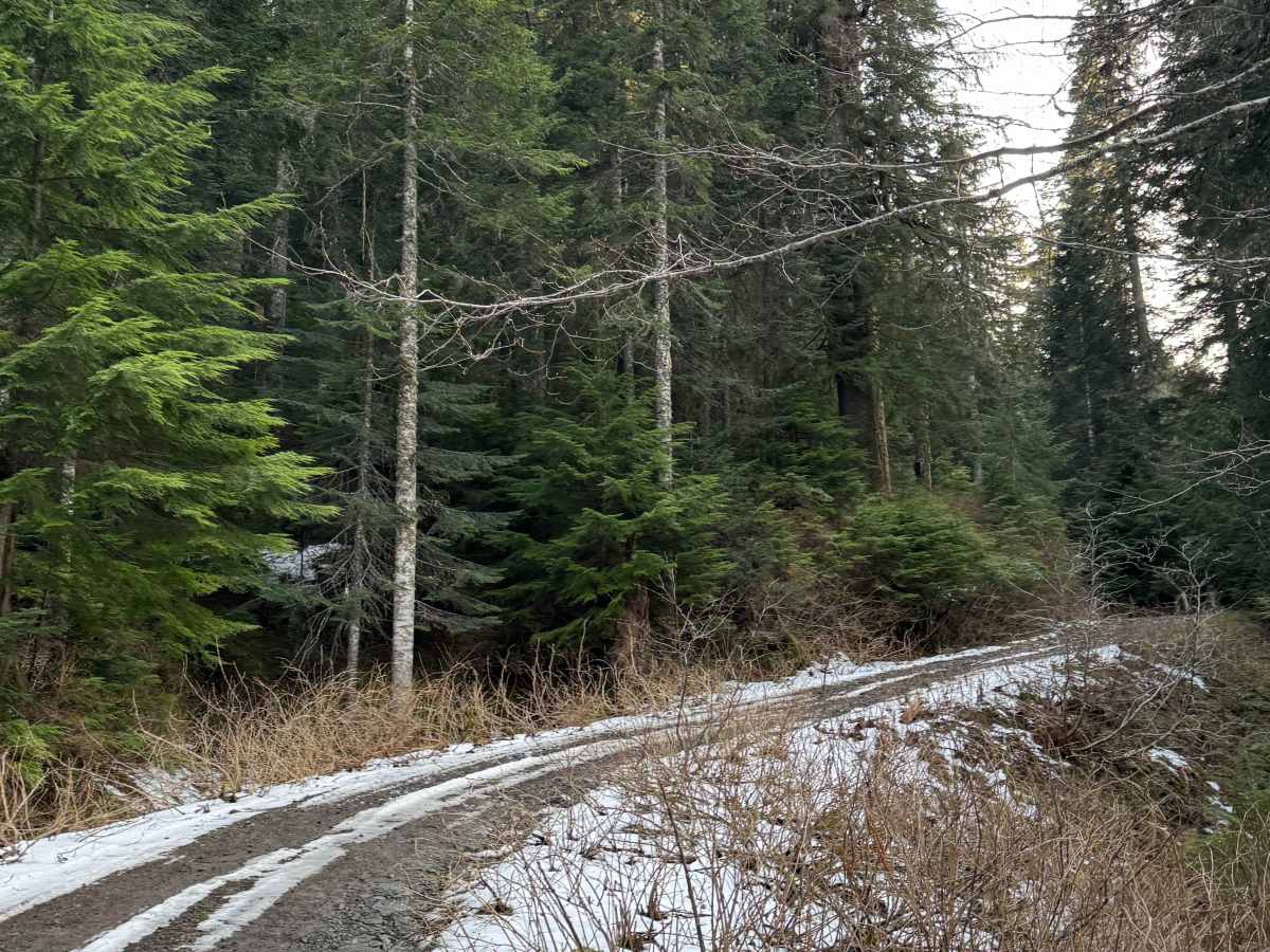 Newaukum Lake Road - FS 7100115 photo 2