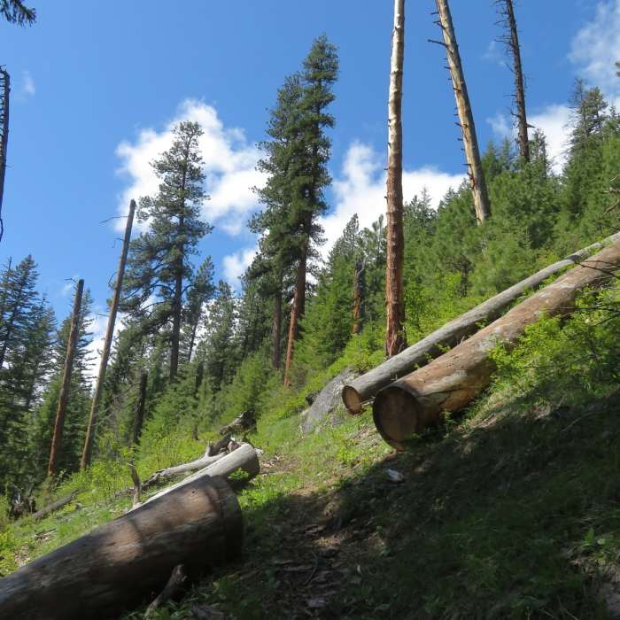 Near Doc Denny Trail #319