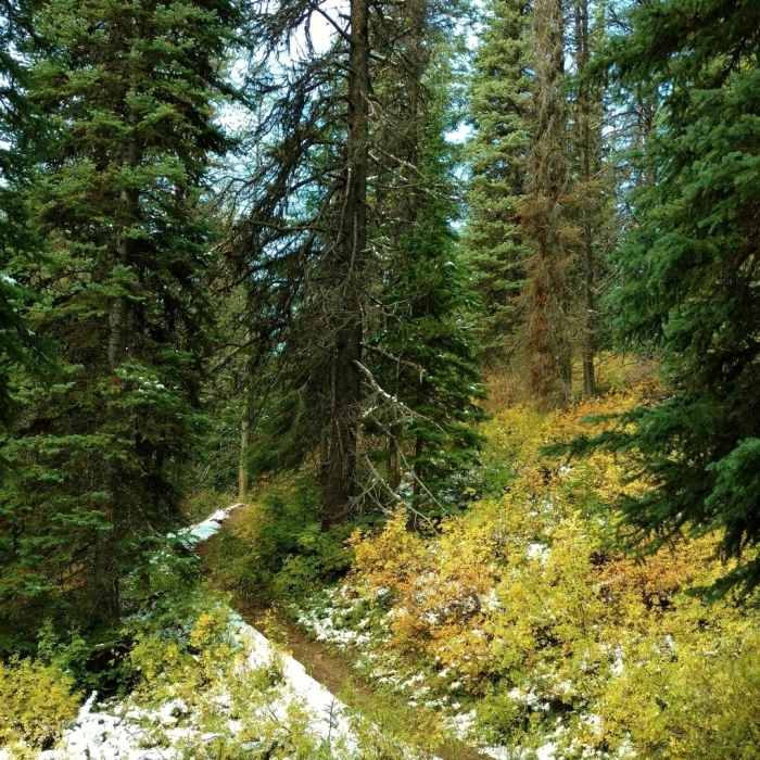 Near Sherbrooke Lake Trail