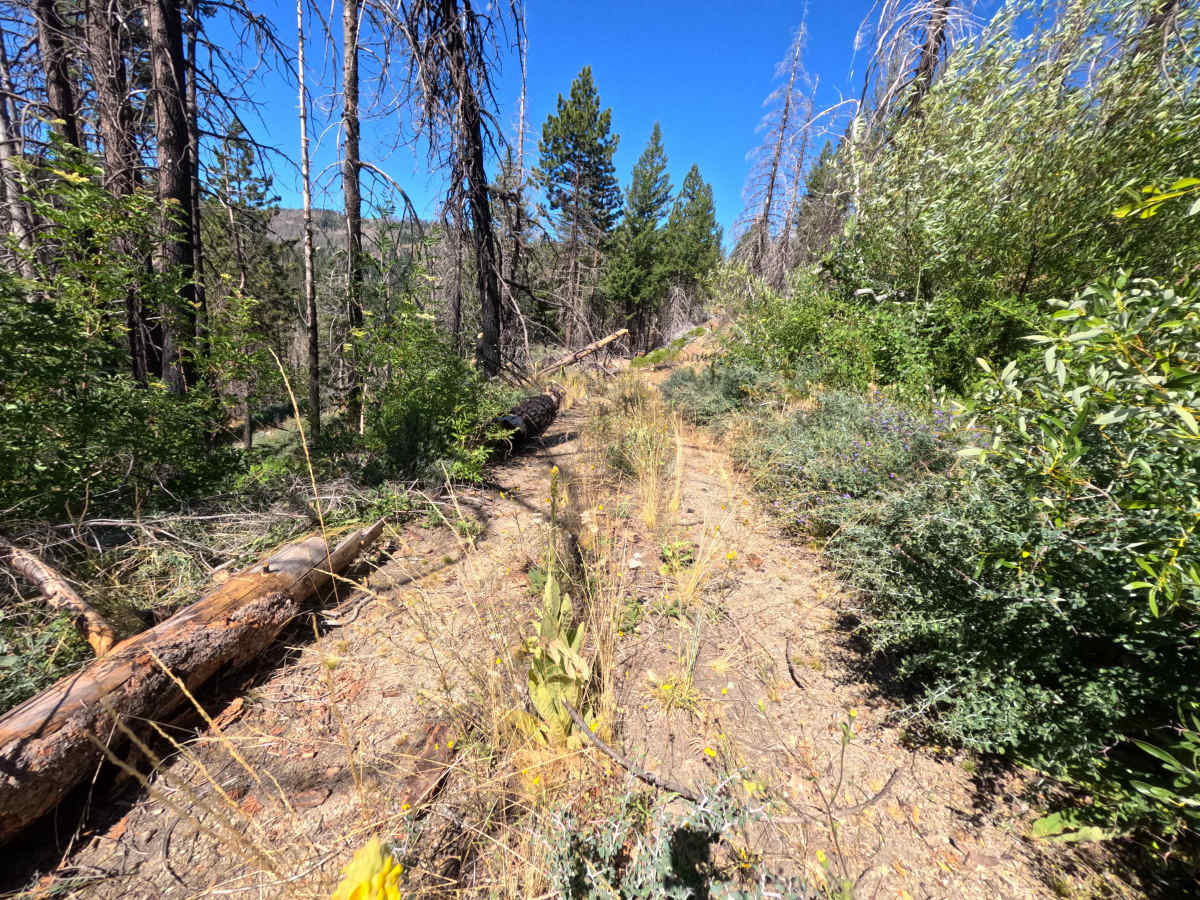 Squawkford Hill - FS 21N206 trail photo