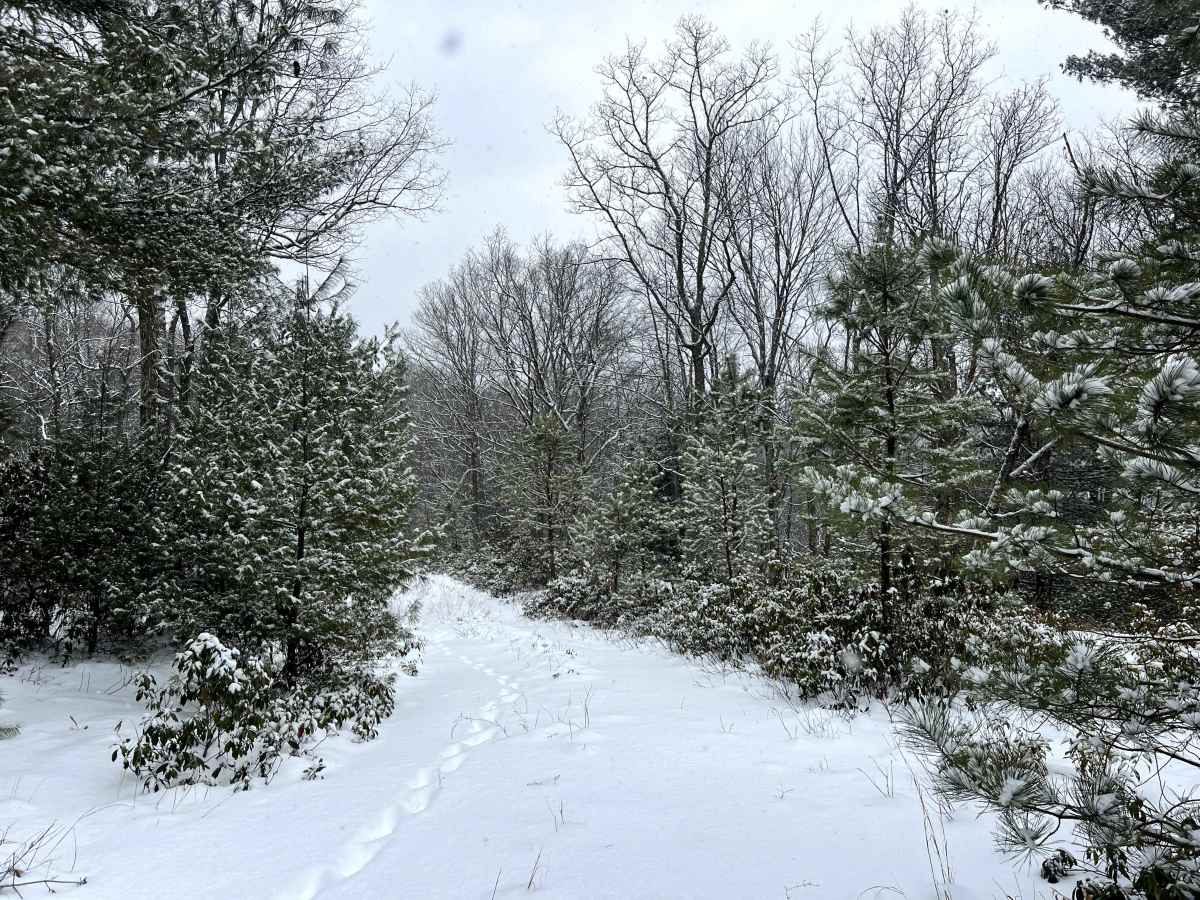Mill Run Trail photo 2