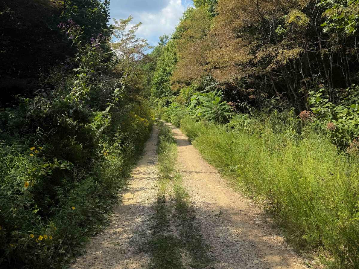 Gibson Knob Road trail photo