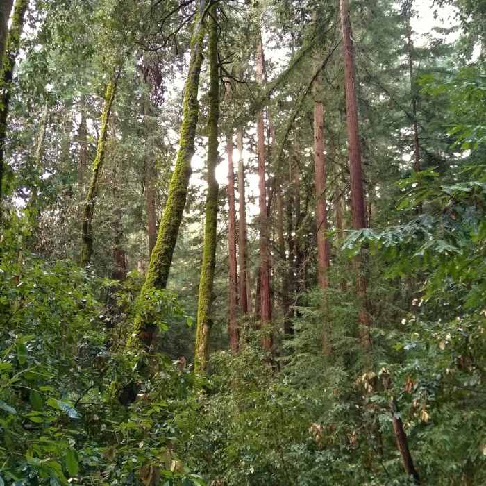 Near Iron Springs Trail