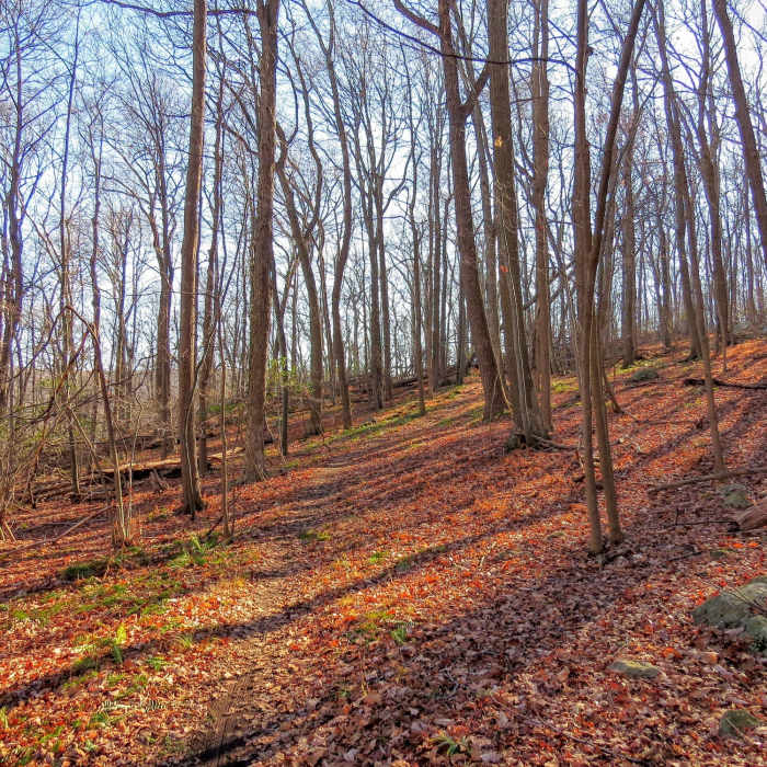 Purple offers pleasant passage through rolling, leaf-covered terrain. Near Mahlon Dickerson Highlights