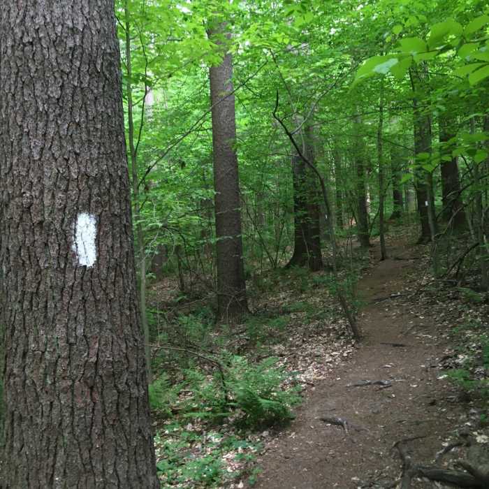 Hog Hollow trail, with one of the frequent and obvious white blazes. Near Mohican Loop