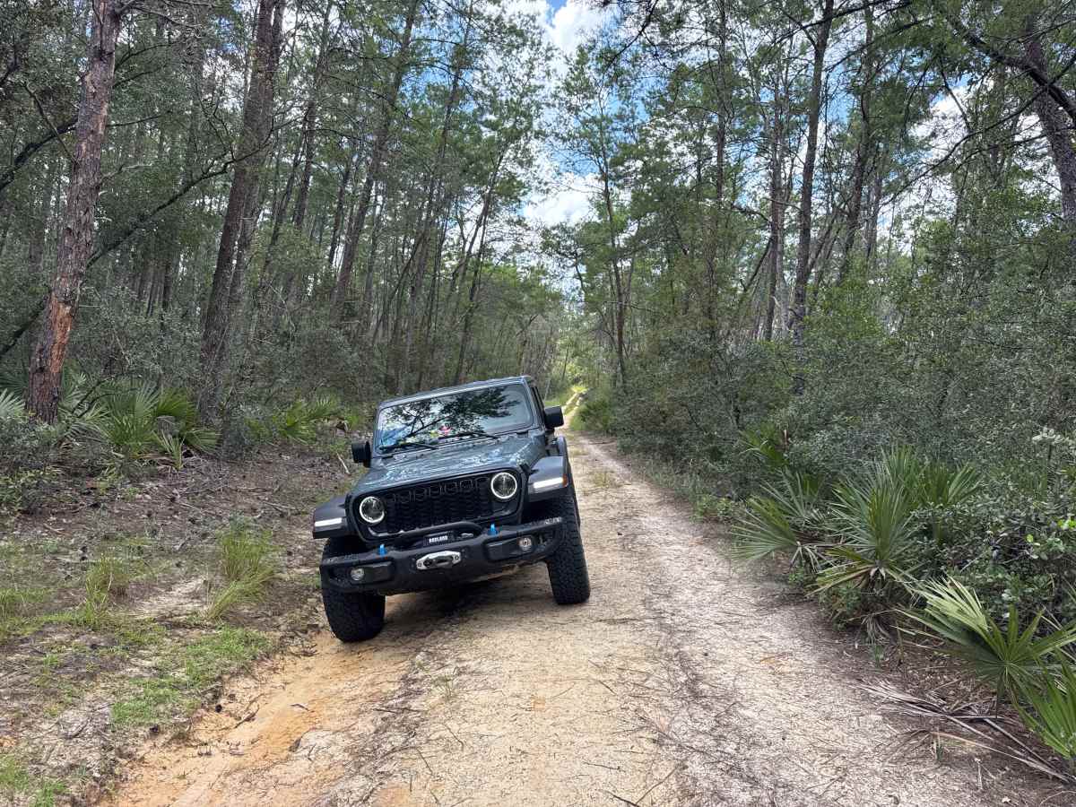 Ocala National Forest Road 33-9.41 photo 6