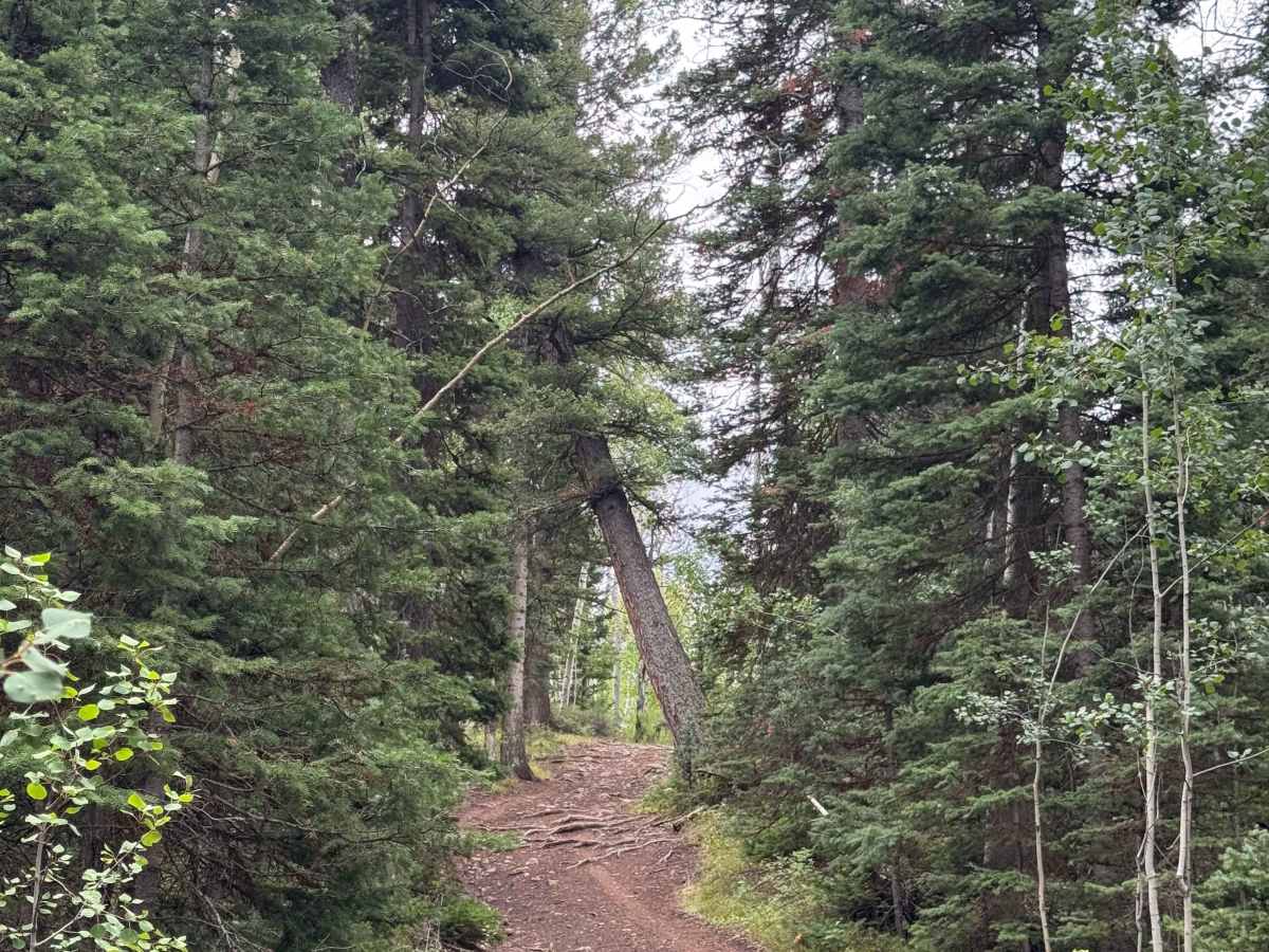 Mill Creek Ski Trail Road photo 3