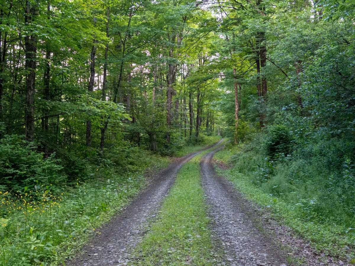 Truck Trail 3 photo 3