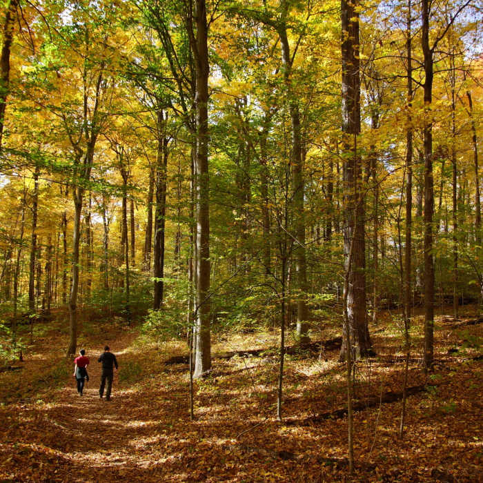 Near 5-Mile Challenge