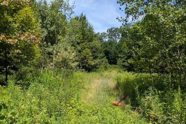 Albert Marsh Hill Trail