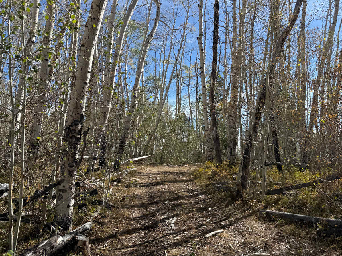 East Fork Spur 2 trail photo