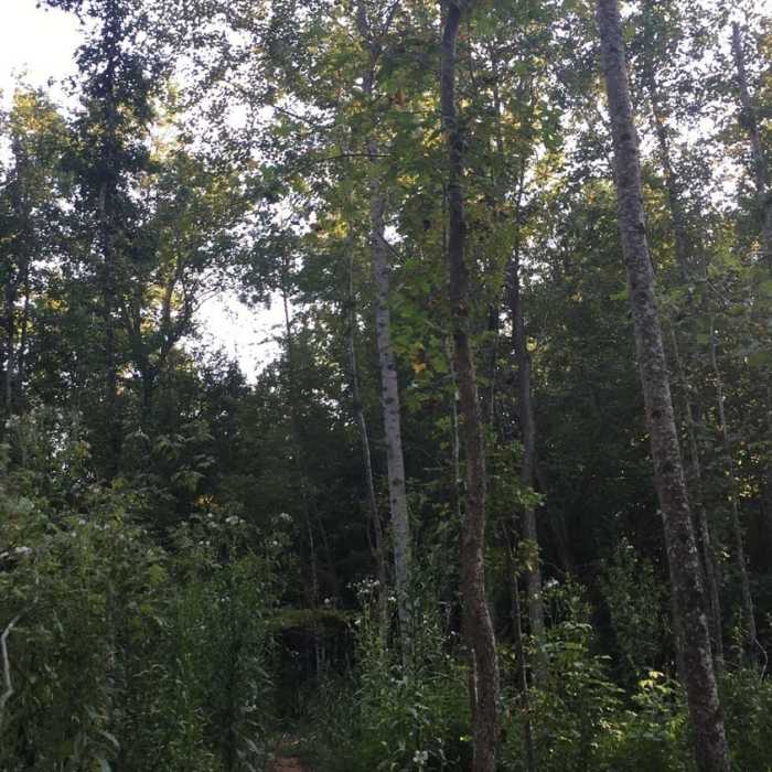 Springhouse Loop Near Brumley Forest Nature Preserve Loop