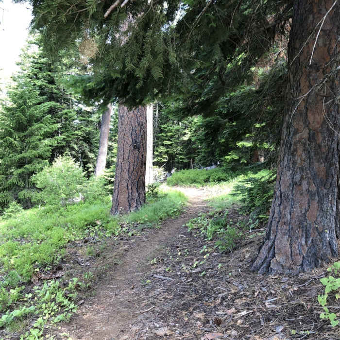 Near Elk Flats Trail #3241