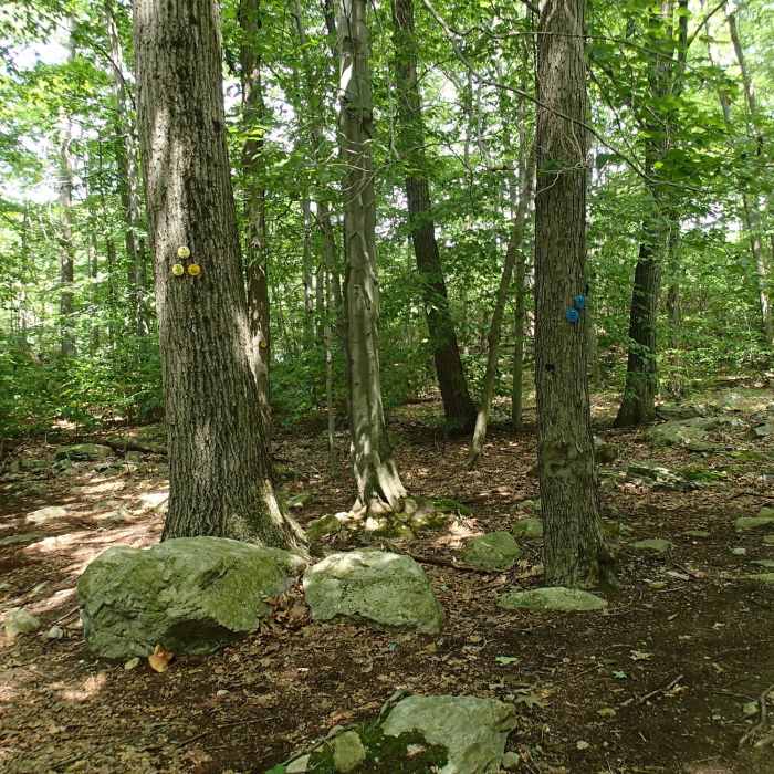 Near Three Lakes Trail - Appalachian Trail Loop