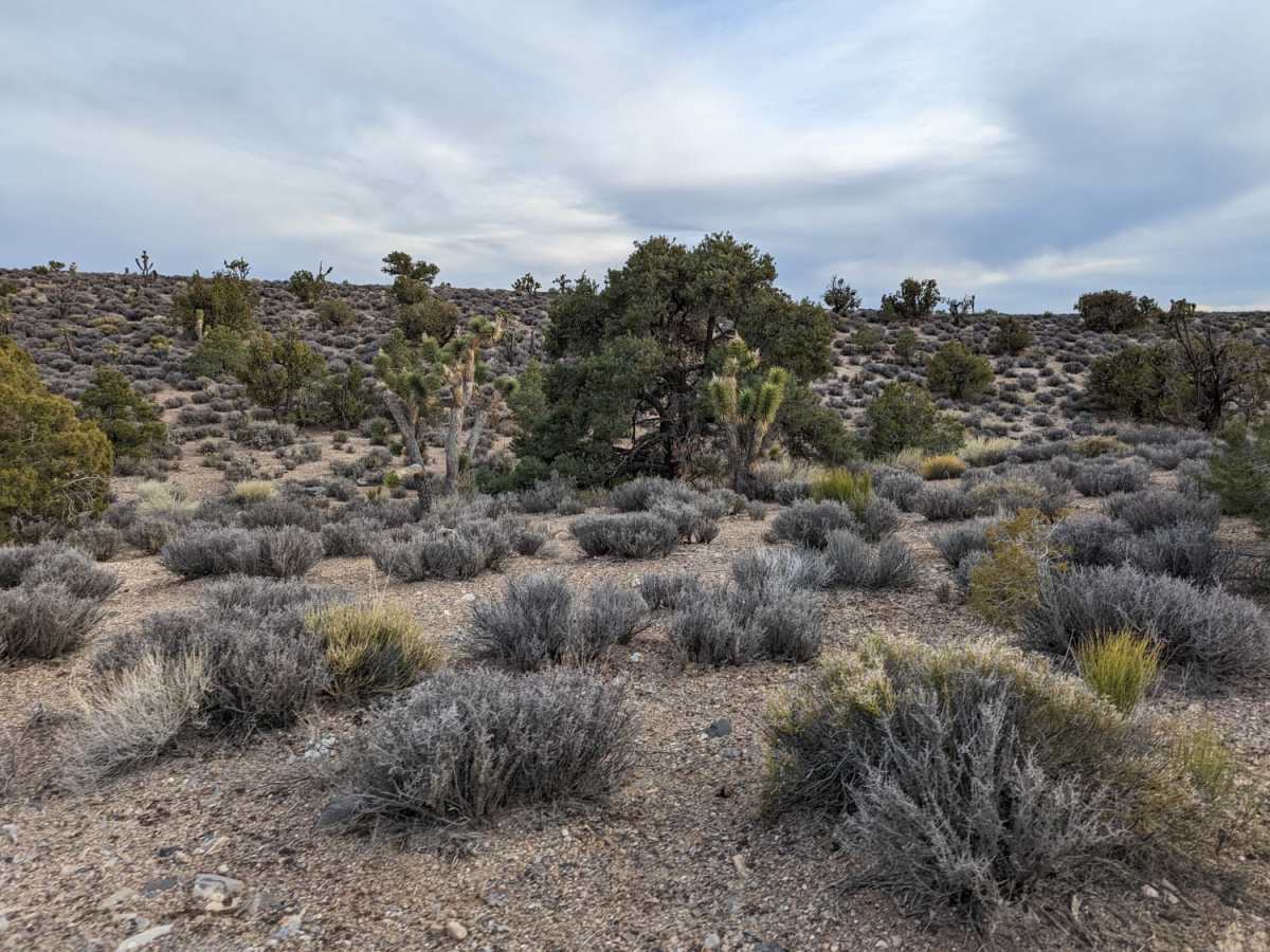 Johnswort Road photo 3